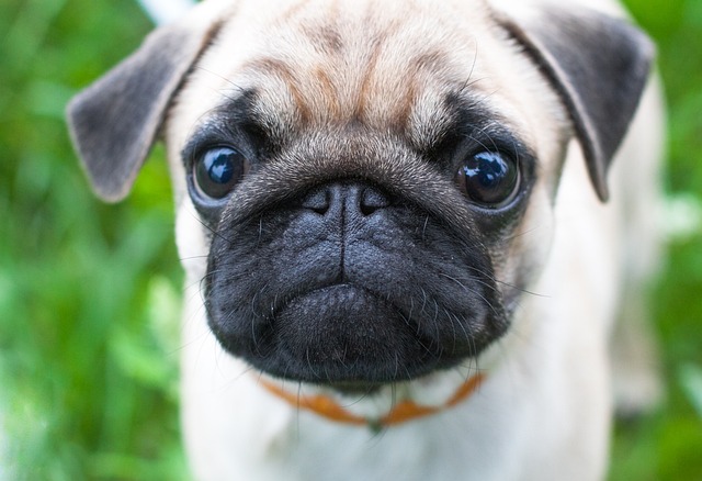 Cream Pug: How to Live with a Pug Part 1