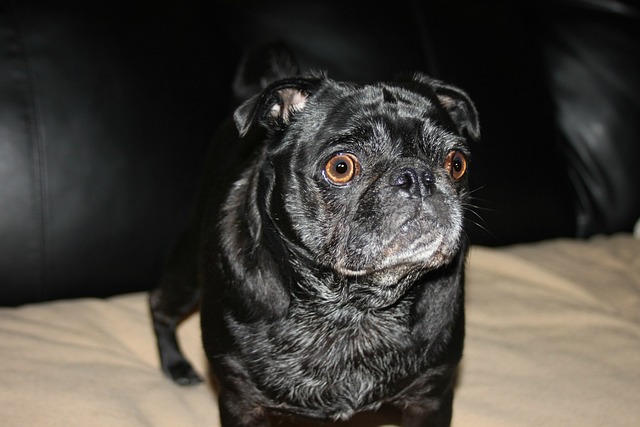 Black and Brown Pug: Reasons Why Few People Keep Them and Hair Loss