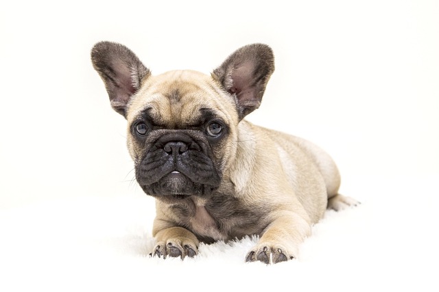 Mini French bulldog bully: Food in Breeding