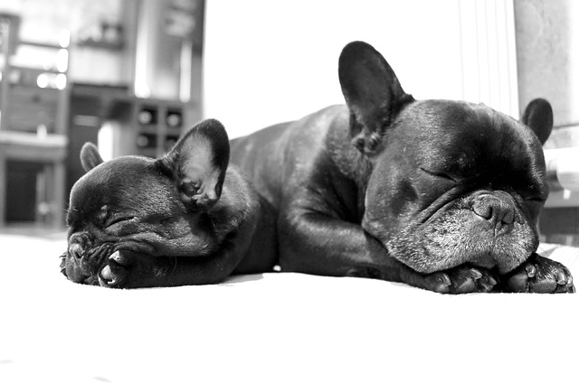 Blue Adult French Bulldog: Aggression