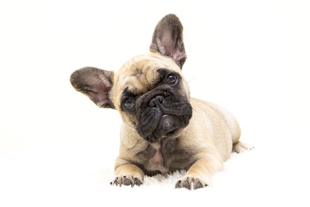 Mini French bulldog bully: Food in Breeding