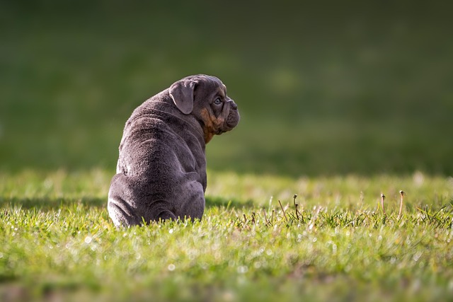 Mini English Bulldog Puppies: A Guide to Breeding