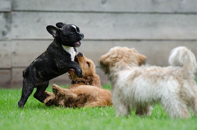 Blue Adult French Bulldog: Aggression