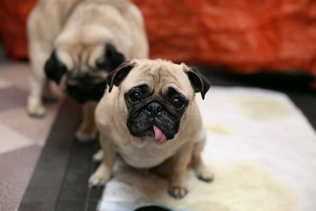 miniature pug