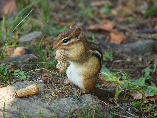 Baby Chipmunk: Learn Chipmunk Trivia of the Day插图4