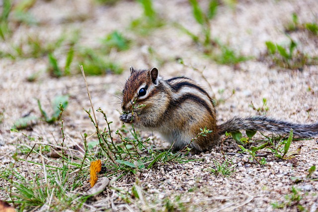 Are chipmunks and squirrels related? Introduction to Chipmunks Part 2插图10