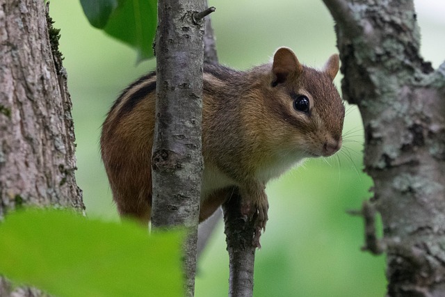 When is the Squirrel Mating Season? Squirrel Breeding插图6