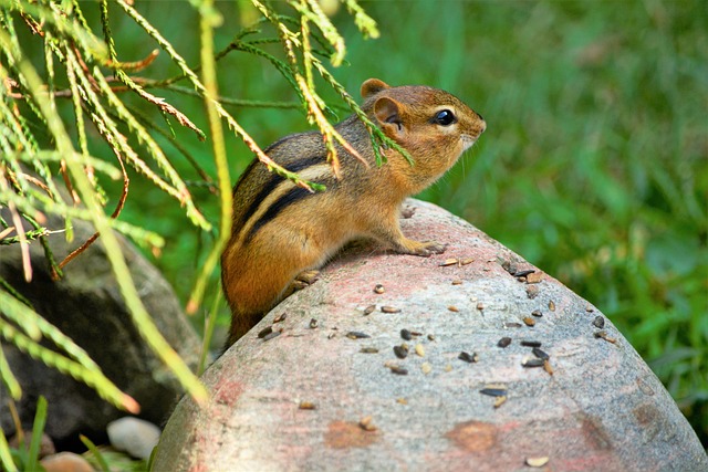 Are chipmunks and squirrels related? Introduction to Chipmunks Part 2插图5