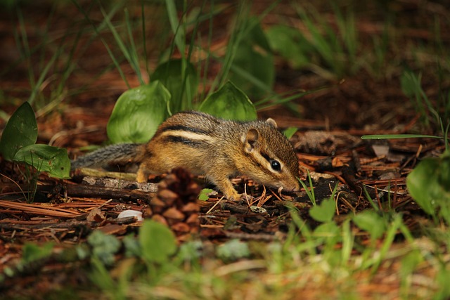 Are chipmunks and squirrels related? Introduction to Chipmunks Part 1插图10