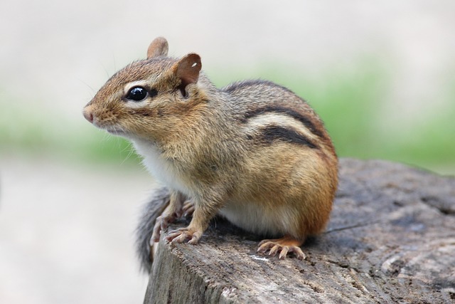 Baby Chipmunk: Learn Chipmunk Trivia of the Day插图7