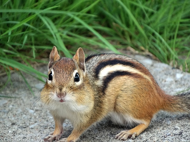 Baby chipmunks, they are pocket-sized members of the squirrel family!插图5