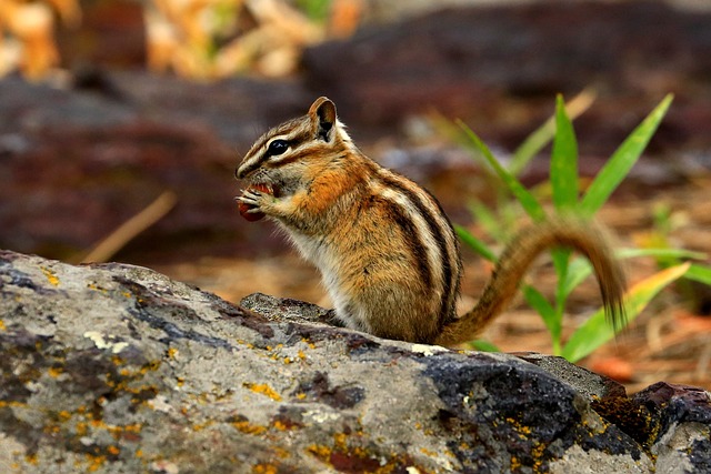 Baby Chipmunk: Learn Chipmunk Trivia of the Day插图9