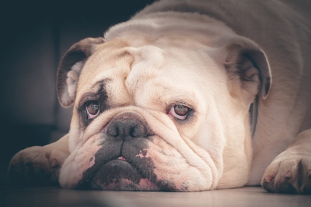 Mini English Bulldog Puppies: Everything You Know About Them