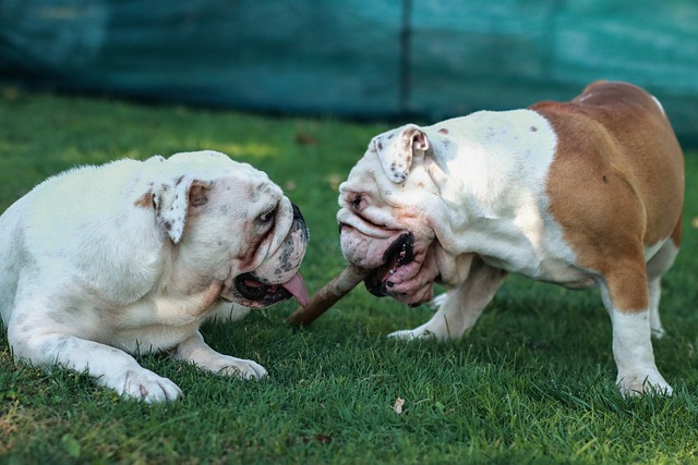 Mini English Bulldog Puppies: A Guide to Breeding