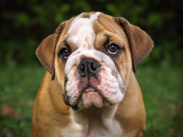 Mini English Bulldog Puppies: Everything You Know About Them