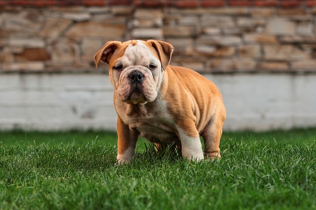 Mini English Bulldog Puppies: A Guide to Breeding