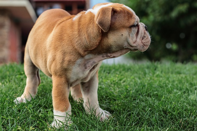 mini english bulldog puppies