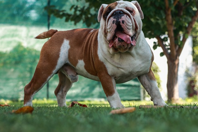 Mini English Bulldog Puppies: Everything You Know About Them