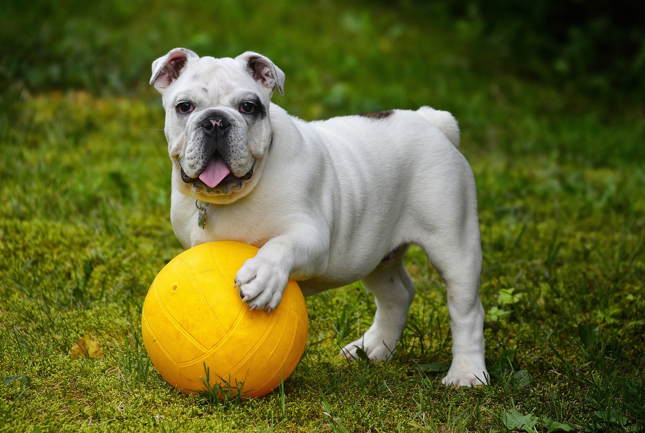Mini English Bulldog Puppies: Everything You Know About Them