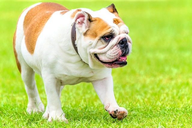 Mini English Bulldog Puppies: A Guide to Breeding