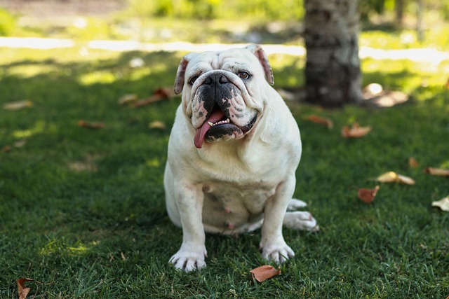 Mini English Bulldog Puppies: A Guide to Breeding