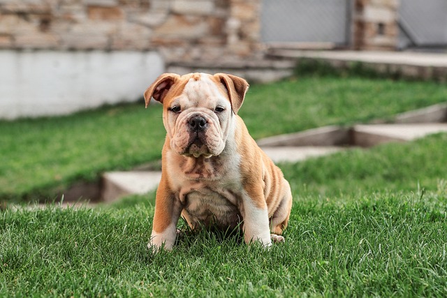 Mini English Bulldog Puppies: Everything You Know About Them