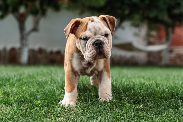 Mini English Bulldog Puppies: A Guide to Breeding