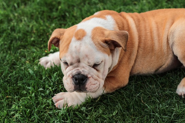 Mini English Bulldog Puppies: Everything You Know About Them