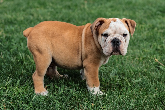 mini english bulldog puppies