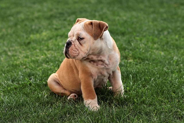 Mini English Bulldog Puppies: A Guide to Breeding