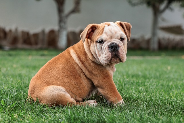 Mini English Bulldog Puppies: Everything You Know About Them