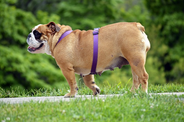 mini english bulldog puppies