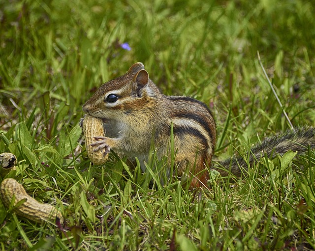 Are chipmunks and squirrels related? Introduction to Chipmunks Part 2插图11