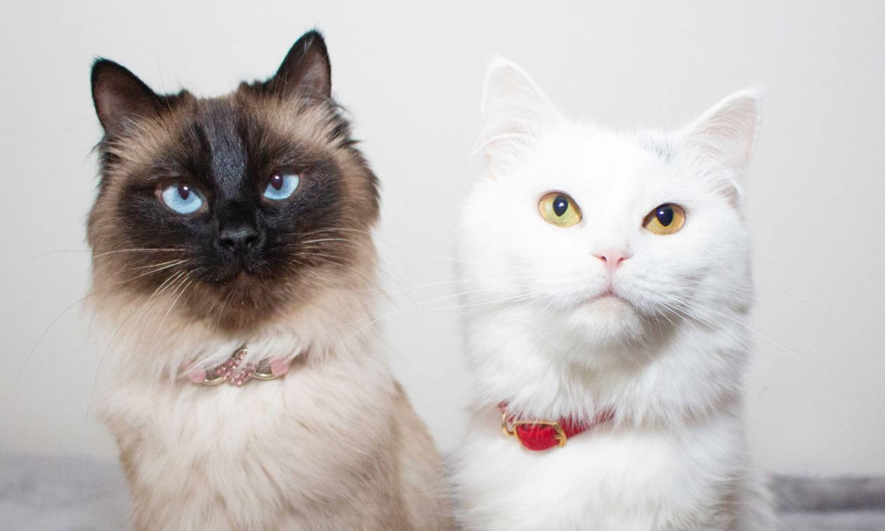 Why is my cat being sick? Causes & Treatment