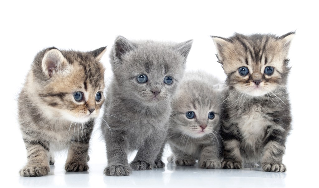Cat Vomiting: Types, Causes and Treatment