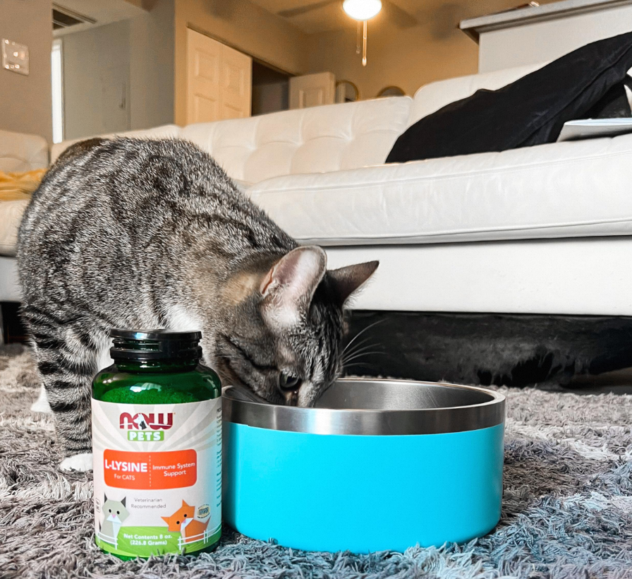 How to Choose the Right Lysine Supplement for Your Cat?