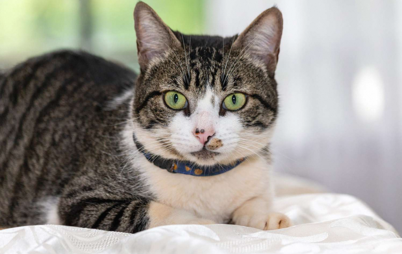 American Wirehair Cat Breed - Characteristics & Care