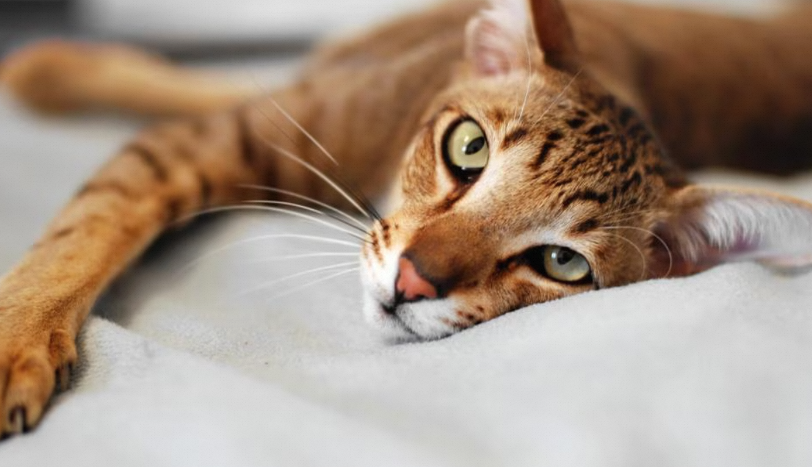 Oriental Shorthair:A Perfect Blend of Elegance and Playfulness