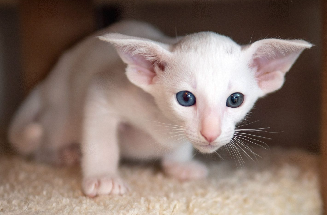 Oriental Shorthair:A Perfect Blend of Elegance and Playfulness