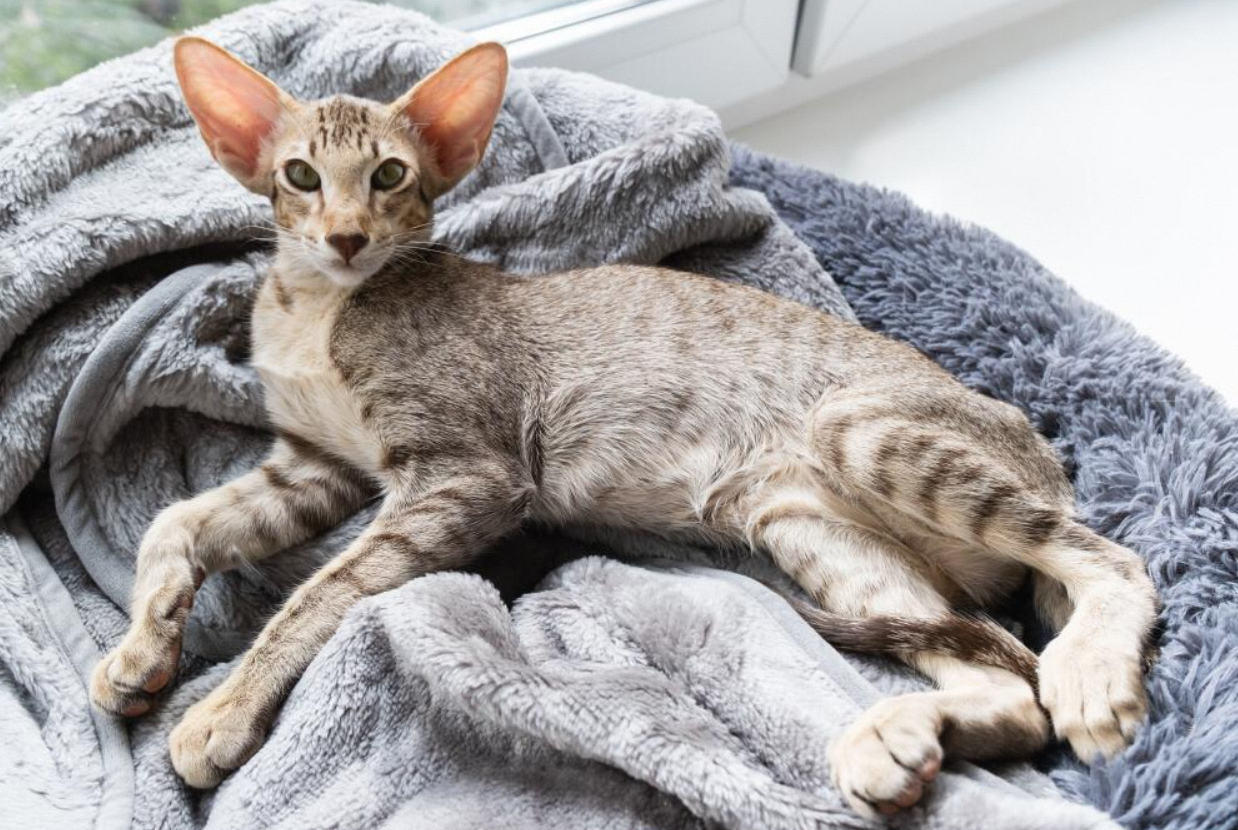Oriental Shorthair:A Perfect Blend of Elegance and Playfulness