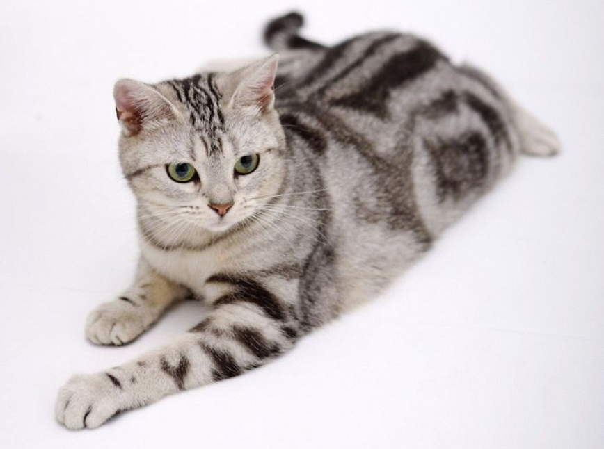 American Wirehair Cat Breed – Characteristics & Care