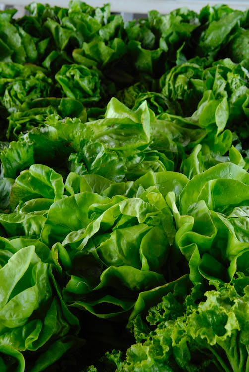 Lettuce