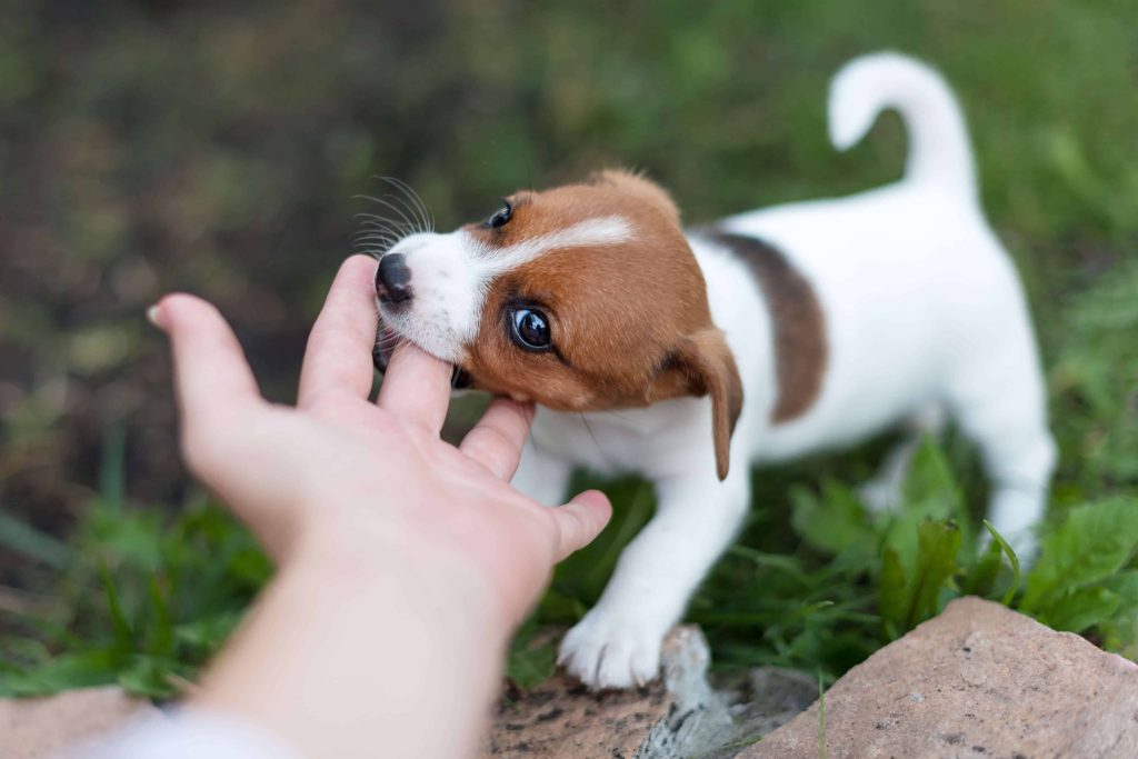 How to Stop Puppy Biting and Train Bite Inhibition