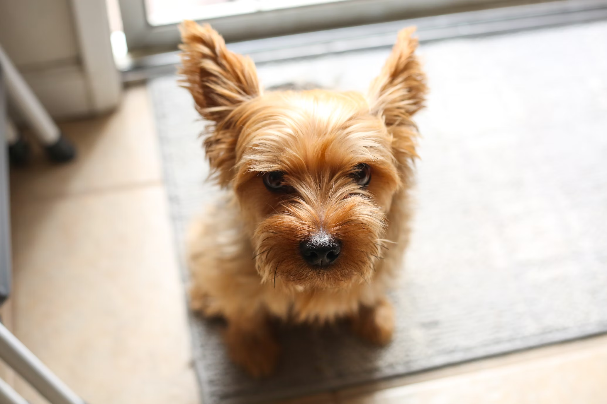 dog on mat