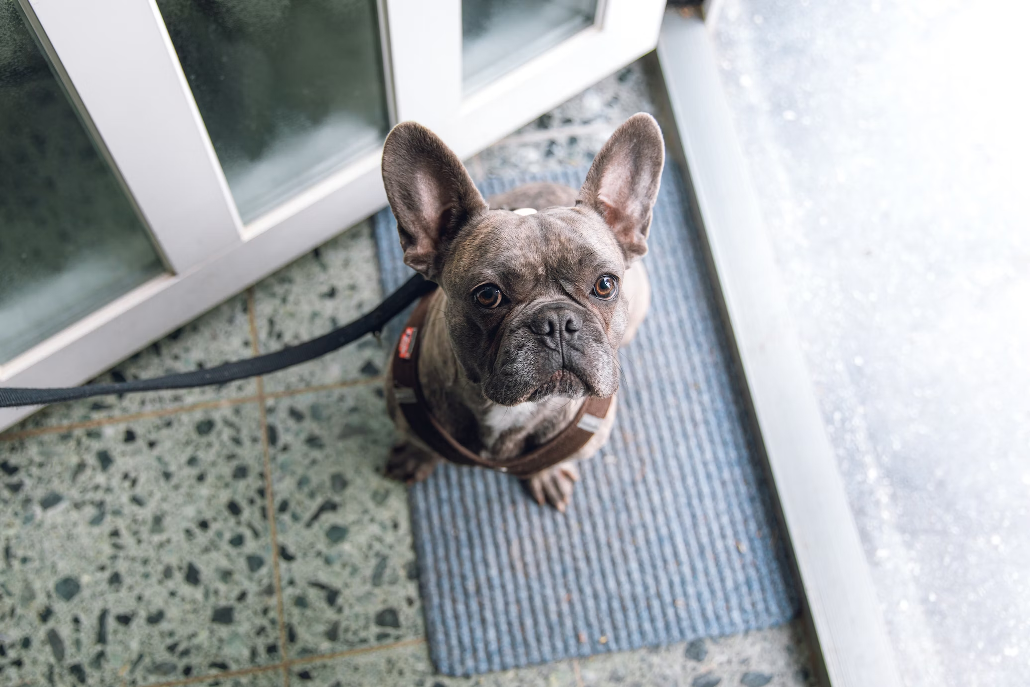 dog on mat