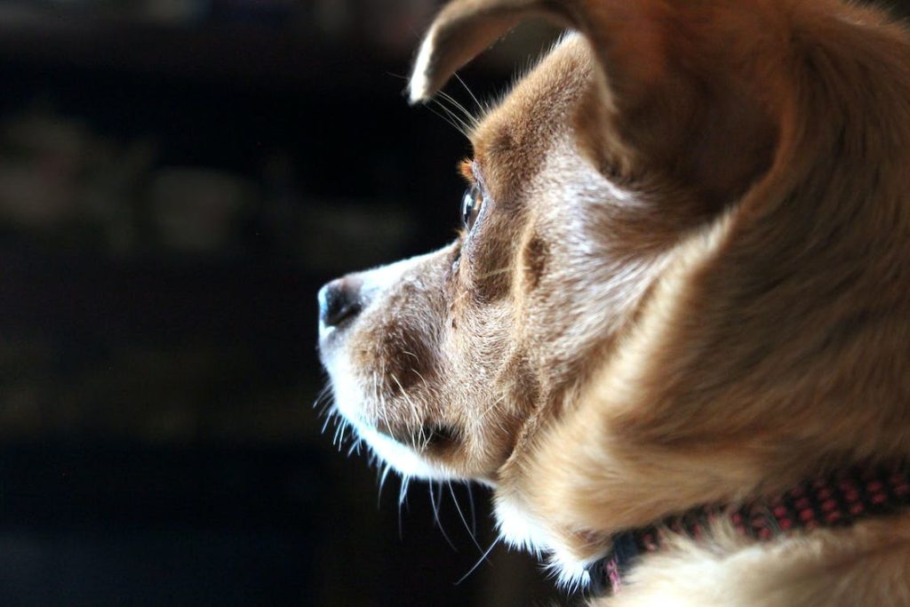 Why Do Dogs Have Whiskers?