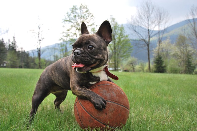 French Bulldog Lifespan: How Long Does a French Bulldog Live