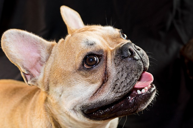french bulldog lifespan