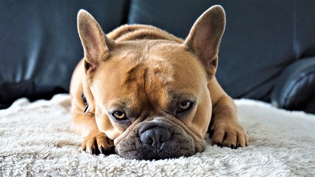 french bulldog lifespan