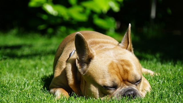 French Bulldog Lifespan: How Long Does a French Bulldog Live